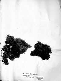 Image of Kurokawia runcinata